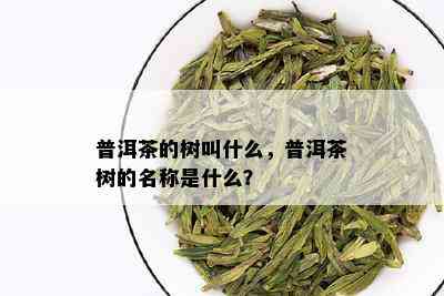 普洱茶的树叫什么，普洱茶树的名称是什么？