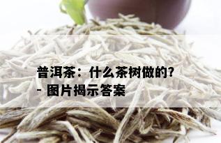 普洱茶：什么茶树做的？ - 图片揭示答案