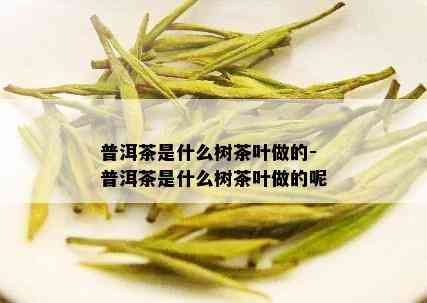 普洱茶是什么树茶叶做的-普洱茶是什么树茶叶做的呢