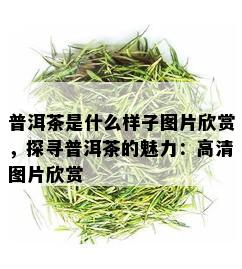 普洱茶是什么样子图片欣赏，探寻普洱茶的魅力：高清图片欣赏