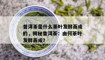 普洱茶是什么茶叶发酵而成的，揭秘普洱茶：由何茶叶发酵而成？