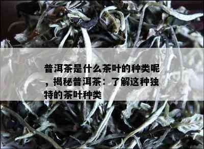 普洱茶是什么茶叶的种类呢，揭秘普洱茶：了解这种独特的茶叶种类