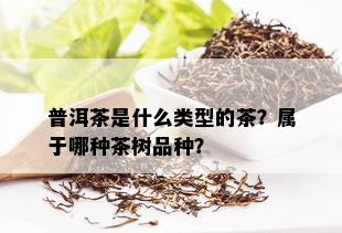 普洱茶是什么类型的茶？属于哪种茶树品种？