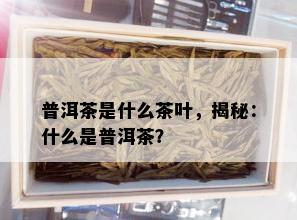 普洱茶是什么茶叶，揭秘：什么是普洱茶？