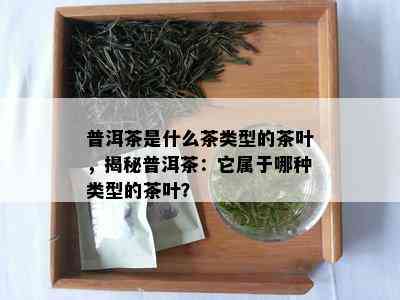 普洱茶是什么茶类型的茶叶，揭秘普洱茶：它属于哪种类型的茶叶？