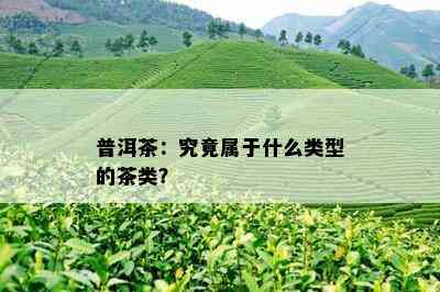 普洱茶：究竟属于什么类型的茶类？