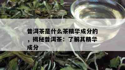 普洱茶是什么茶精华成分的，揭秘普洱茶：了解其精华成分