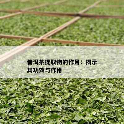 普洱茶提取物的作用：揭示其功效与作用