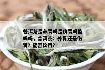 普洱茶是养胃吗是伤胃吗能喝吗，普洱茶：养胃还是伤胃？能否饮用？