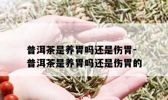 普洱茶是养胃吗还是伤胃-普洱茶是养胃吗还是伤胃的