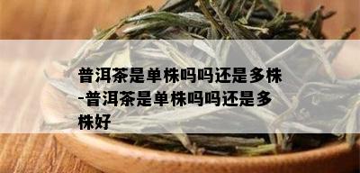 普洱茶是单株吗吗还是多株-普洱茶是单株吗吗还是多株好