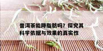 普洱茶能降脂肪吗？探究其科学依据与效果的真实性