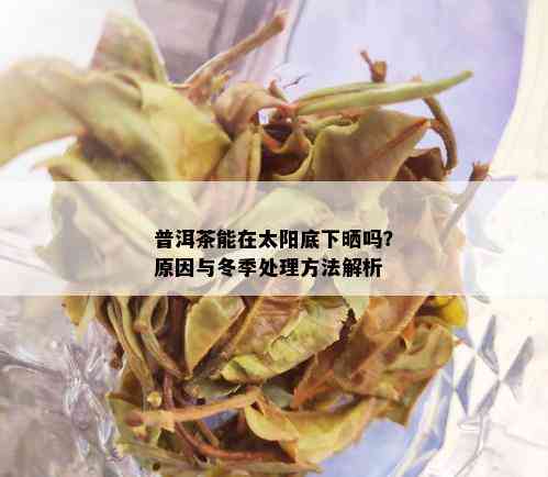 普洱茶能在太阳底下晒吗？原因与冬季处理方法解析