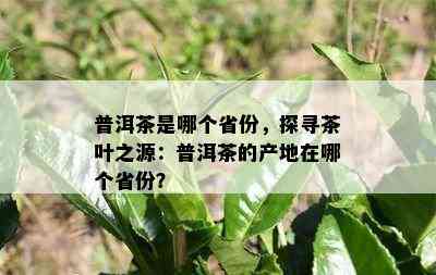 普洱茶是哪个省份，探寻茶叶之源：普洱茶的产地在哪个省份？