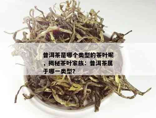 普洱茶是哪个类型的茶叶呢，揭秘茶叶家族：普洱茶属于哪一类型？