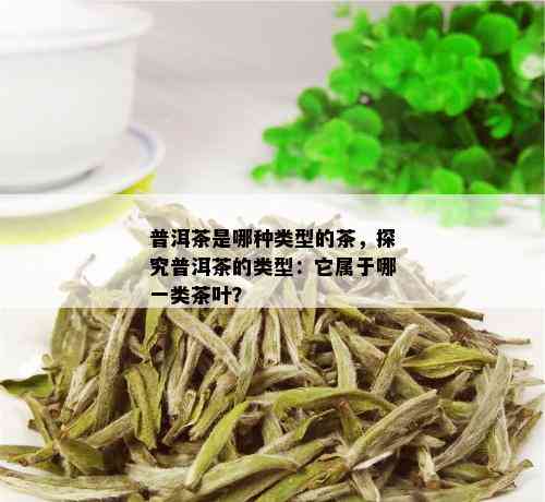 普洱茶是哪种类型的茶，探究普洱茶的类型：它属于哪一类茶叶？