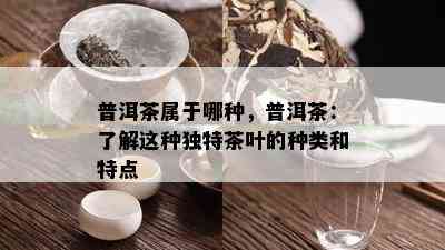 普洱茶属于哪种，普洱茶：了解这种独特茶叶的种类和特点