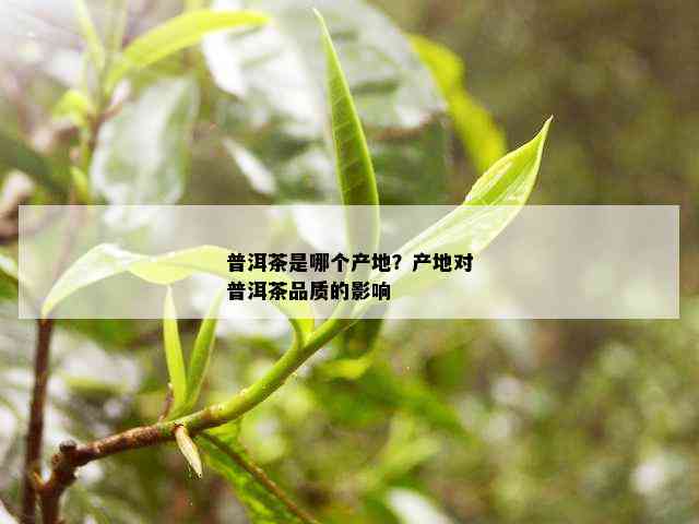 普洱茶是哪个产地？产地对普洱茶品质的影响