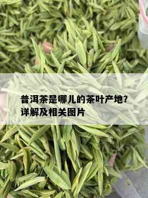 普洱茶是哪儿的茶叶产地？详解及相关图片