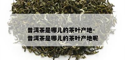 普洱茶是哪儿的茶叶产地-普洱茶是哪儿的茶叶产地呢