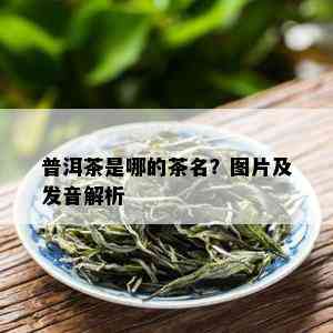 普洱茶是哪的茶名？图片及发音解析