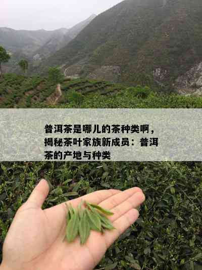 普洱茶是哪儿的茶种类啊，揭秘茶叶家族新成员：普洱茶的产地与种类