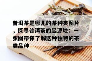 普洱茶是哪儿的茶种类图片，探寻普洱茶的起源地：一张图带你了解这种独特的茶类品种