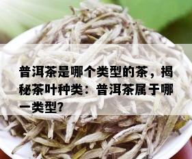 普洱茶是哪个类型的茶，揭秘茶叶种类：普洱茶属于哪一类型？