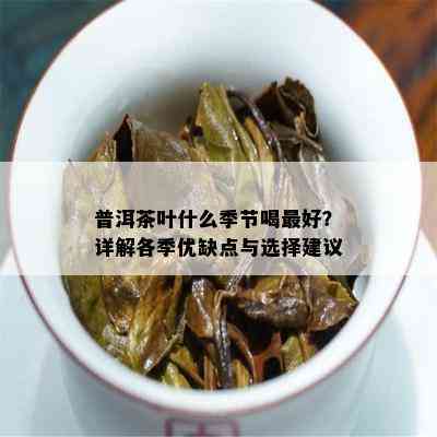 普洱茶叶什么季节喝更好？详解各季优缺点与选择建议