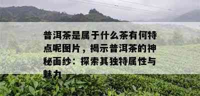 普洱茶是属于什么茶有何特点呢图片，揭示普洱茶的神秘面纱：探索其独特属性与魅力