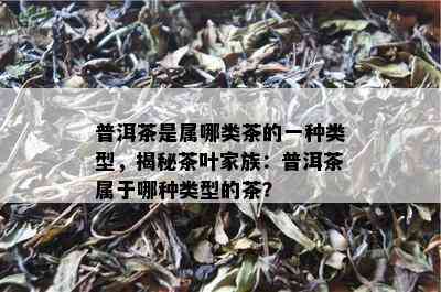 普洱茶是属哪类茶的一种类型，揭秘茶叶家族：普洱茶属于哪种类型的茶？