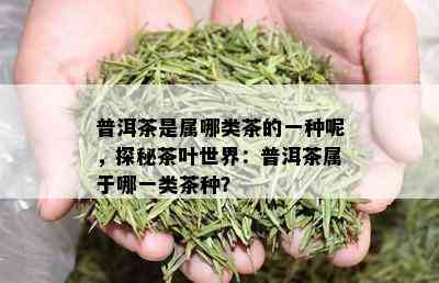 普洱茶是属哪类茶的一种呢，探秘茶叶世界：普洱茶属于哪一类茶种？