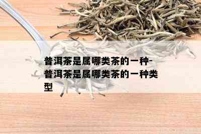 普洱茶是属哪类茶的一种-普洱茶是属哪类茶的一种类型