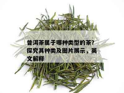 普洱茶属于哪种类型的茶？探究其种类及图片展示，英文解释