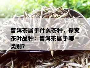 普洱茶属于什么茶种，探究茶叶品种：普洱茶属于哪一类别？