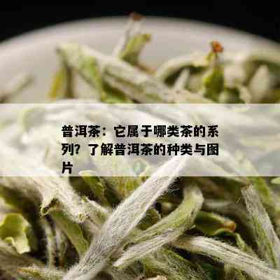 普洱茶：它属于哪类茶的系列？了解普洱茶的种类与图片