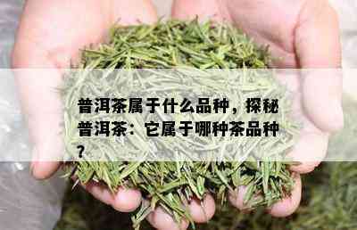 普洱茶属于什么品种，探秘普洱茶：它属于哪种茶品种？