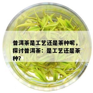 普洱茶是工艺还是茶种呢，探讨普洱茶：是工艺还是茶种？