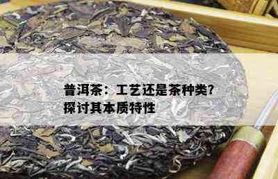 普洱茶：工艺还是茶种类？探讨其本质特性