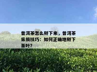 普洱茶怎么掰下来，普洱茶采摘技巧：如何正确地掰下茶叶？