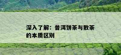 深入了解：普洱饼茶与散茶的本质区别