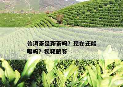 普洱茶是新茶吗？现在还能喝吗？视频解答