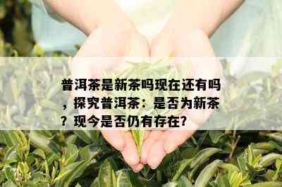 普洱茶是新茶吗现在还有吗，探究普洱茶：是否为新茶？现今是否仍有存在？