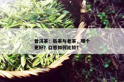 普洱茶：新茶与老茶，哪个更好？口感如何比较？