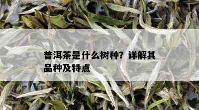 普洱茶是什么树种？详解其品种及特点