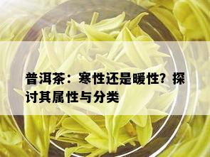 普洱茶：寒性还是暖性？探讨其属性与分类