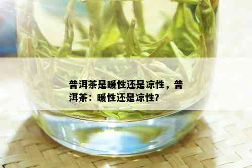 普洱茶是暖性还是凉性，普洱茶：暖性还是凉性？