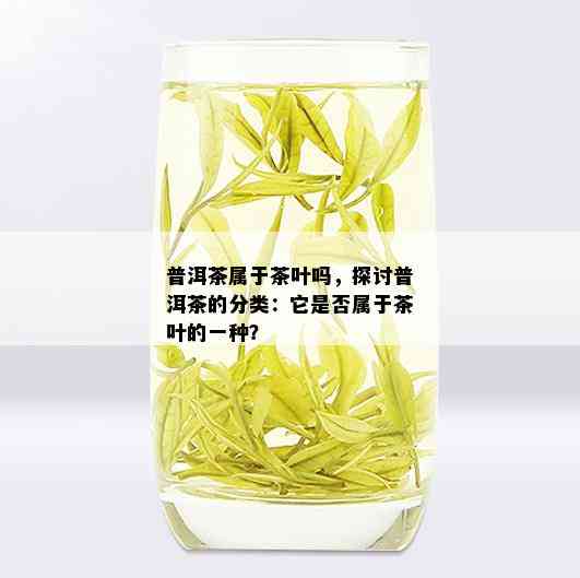 普洱茶属于茶叶吗，探讨普洱茶的分类：它是否属于茶叶的一种？