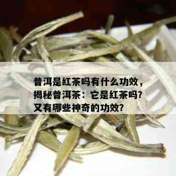 普洱是红茶吗有什么功效，揭秘普洱茶：它是红茶吗？又有哪些神奇的功效？