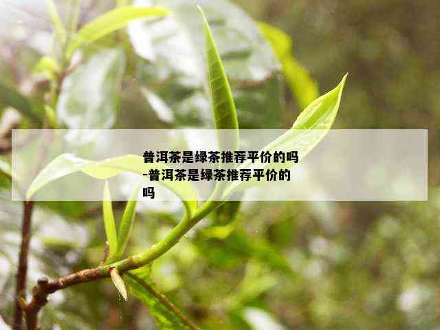 普洱茶是绿茶推荐平价的吗-普洱茶是绿茶推荐平价的吗